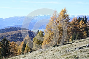 Trees on mountain side