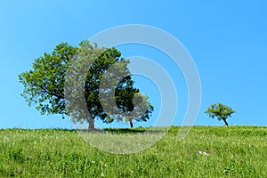 trees on a mountain slope