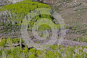 Trees on a mountain slope. House too.