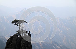 Trees on mountain top