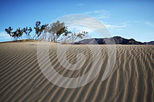 Trees and mountain on top of sand dune