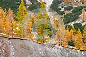 Trees in the mountains