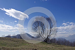Trees in the mountains