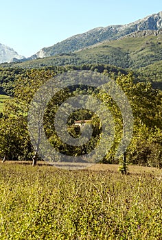 Trees in the mountains of Asturias