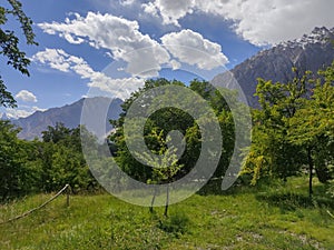 Trees, mountains and clouds