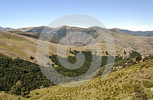 Trees in the mountains of Soria