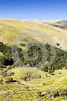 Trees in the mountains of Soria