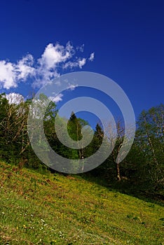 Trees in the mountains in summer time