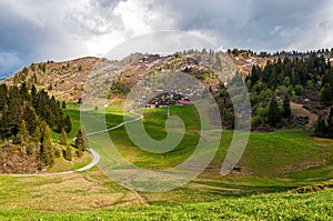 Trees on the mountains of Swizz Alps in Switzerland