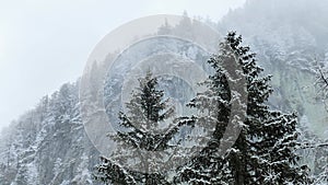 Trees in the mountains under falling snow.Mountain panorama in a snowstorm.slowly falling snow in the mountains