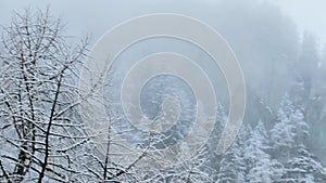 Trees in the mountains under falling snow.Mountain panorama in a snowstorm.slowly falling snow in the mountains