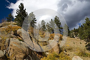 Trees on mountainside