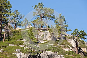 Trees on mountainside