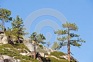 Trees on mountainside