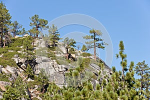 Trees on mountainside