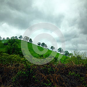 Trees on a Mountaintop