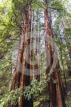 Trees at Muir Redwood park