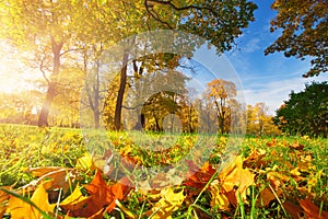 Trees with multicolored leaves on the grass in the park