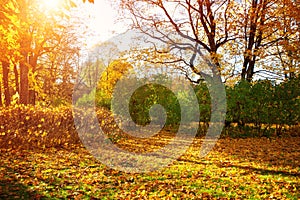 Trees with multicolored leaves on the grass in the park