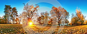 Trees with multicolored leaves on the grass in the park. Maple foliage in sunny autumn. Sunlight in early morning in forest