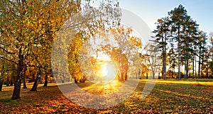 Trees with multicolored leaves on the grass in the park. Maple foliage in sunny autumn. Sunlight in early morning in forest