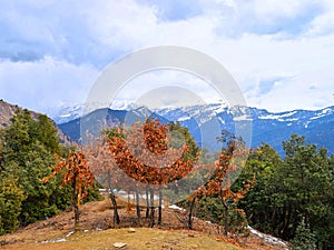 Trees with Multiple Colored leaves with Blue Snow Capped Mountains in Background and Cloudy Sky - Trekking in Himalayas