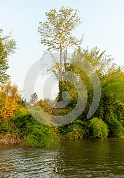 Trees and nature on the banks of the River Kwai in Thailand