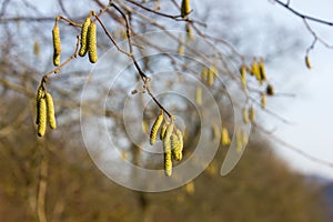 trees nature and branches in winter month january