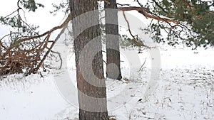 Trees nature forest christmas tree, snow frost cold landscape the winter