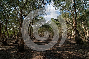 Trees and nature in Rayong Province.