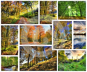 Trees, nature and woods with sunshine, frames and environment with fresh air and ecology. Outdoor, grass or spring with