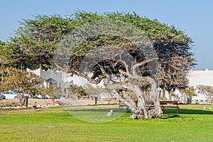 Trees near the archaeological site Al Baleed in Salalah, Om