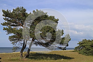 Trees near the Baltic Sea formed by the wind