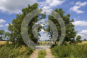 Trees near Bleskensgraaf