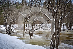 Trees near the creek in winter