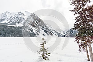 Trees near frozen lake with mountain in the background