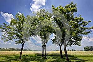 Trees near Jasenovac WWII memorial photo