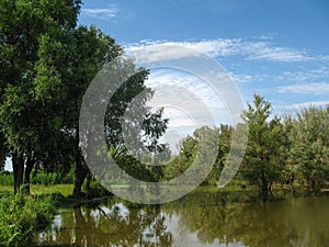 Trees near the Lake in the summer against the blue sky