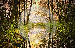 Trees near lake during sunset. Beautiful natural landscape