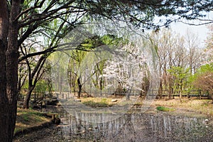 Trees near small pond in Yeouido park