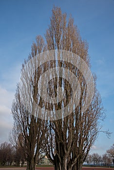 Trees in Neuchatel town in Winter, Switzerland, Europe