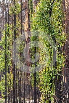 Trees with new leaf growth after fire