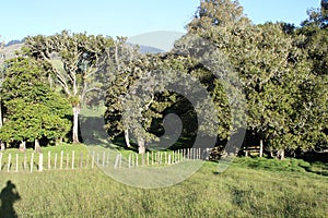 Trees in a New Zealand Farmland Meadow