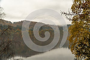 Trees next to water in a lush forest setting