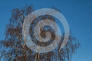 Trees With No Leaves On A Cold Winters Morning