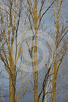 Trees with no leaves on overcast day