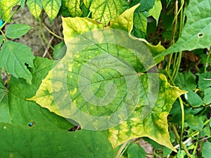 Trees that are nutrient deficient.