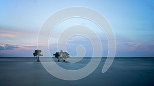 Trees and ocean in long exposure shot