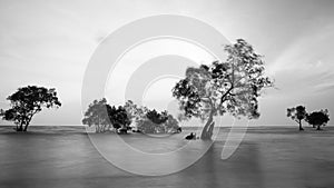 Trees and ocean in long exposure shot