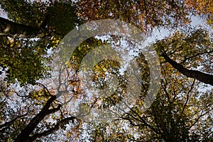 Trees with orange and golden leaves